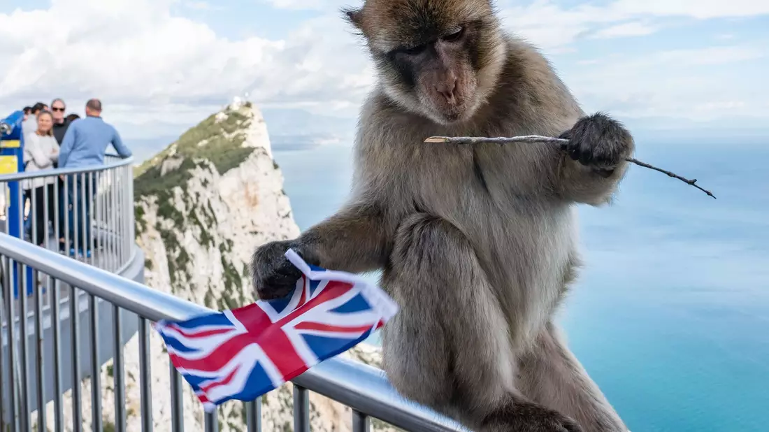 Der Felsen von Gibraltar ist für seine Affen bekannt. (Archivfoto) - Bild: Frank Rumpenhorst/dpa