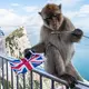 Der Felsen von Gibraltar ist für seine Affen bekannt. (Archivfoto) - Bild: Frank Rumpenhorst/dpa