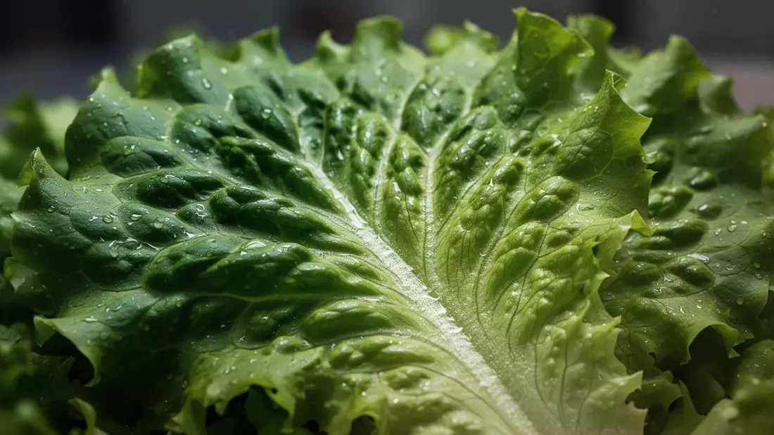 Cyclospora-Ausbruch in USA: Rekordzahlen und Folgen für Yum Brands
