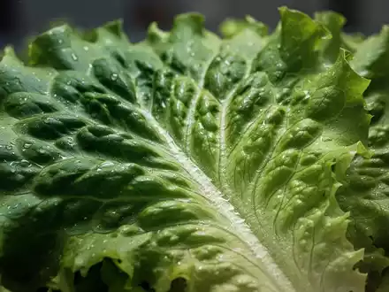 Nahaufnahme von frischem, grünem Blattgemüse wie Salat oder Spinat, mit einem subtilen Glanz von Feuchtigkeit. - Foto: über boerse-global.de