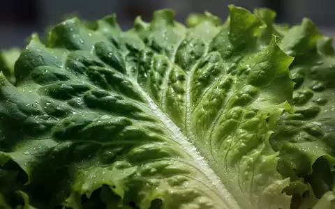 Nahaufnahme von frischem, grünem Blattgemüse wie Salat oder Spinat, mit einem subtilen Glanz von Feuchtigkeit. - Foto: über boerse-global.de