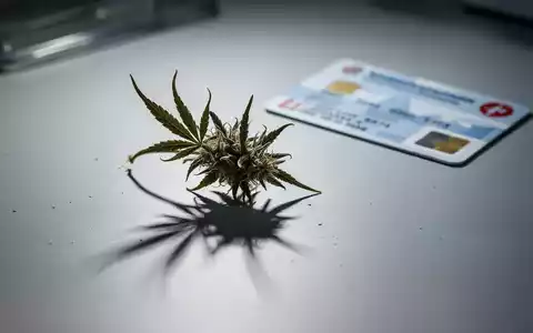 Eine einzelne, getrocknete Cannabisblüte liegt auf einer sterilen Oberfläche, mit einer unscharfen deutschen Krankenkassenkarte im Hintergrund. - Foto: über boerse-global.de