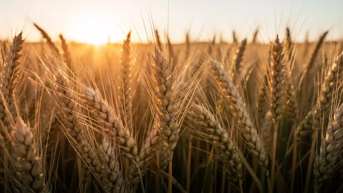 Bayer sichert sich Hybridweizen-Zugang durch RAGT-Deal