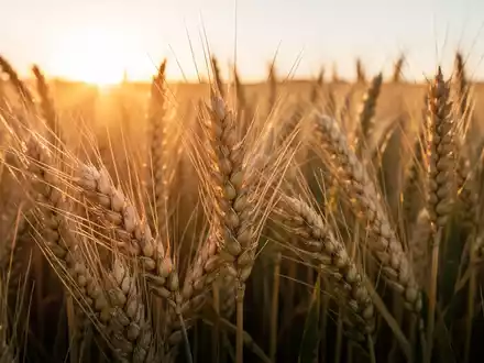 Ein Weizenfeld bei Sonnenaufgang, goldene Ähren im Vordergrund, symbolisiert landwirtschaftliche Innovation und Wachstum. - Foto: über boerse-global.de