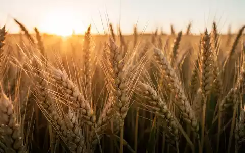 Ein Weizenfeld bei Sonnenaufgang, goldene Ähren im Vordergrund, symbolisiert landwirtschaftliche Innovation und Wachstum. - Foto: über boerse-global.de