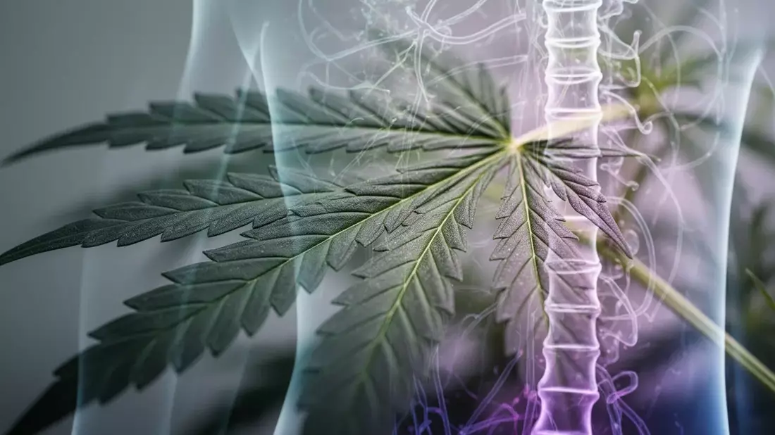 Cannabis-Therapie bei Rückenschmerzen: Neue Hürden durch Gesetzesreform