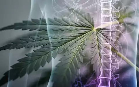 Nahaufnahme eines Cannabisblatts, überlagert mit einem abstrakten Wirbelsäulen- oder Nervenweg-Design, in medizinischem Kontext. - Foto: über boerse-global.de