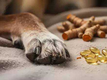 Nahaufnahme der Pfote eines älteren Hundes, die auf einer Decke ruht, mit unscharfen natürlichen Nahrungsergänzungsmitteln im Hintergrund. - Foto: über boerse-global.de