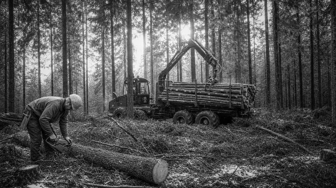 Schwarzweiße Dokumentarfotografie von Forstarbeitern beim Holzeinschlag im Nadelwald