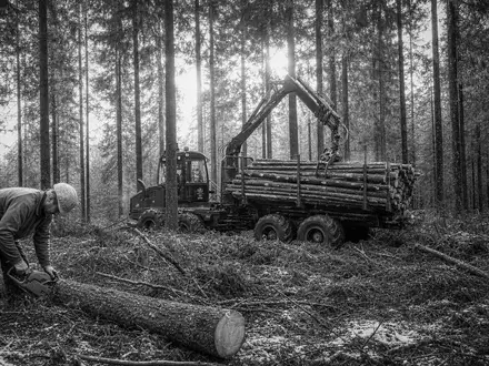 Schwarzweiß-Reportagefoto dokumentiert Holmen AB (SE0000171100), Forstarbeiter beim Holzeinschlag im dichten schwedischen Nadelwald - Foto: THN
