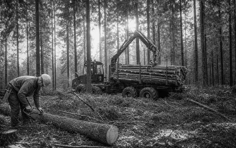 Schwarzweiß-Reportagefoto dokumentiert Holmen AB (SE0000171100), Forstarbeiter beim Holzeinschlag im dichten schwedischen Nadelwald - Foto: THN