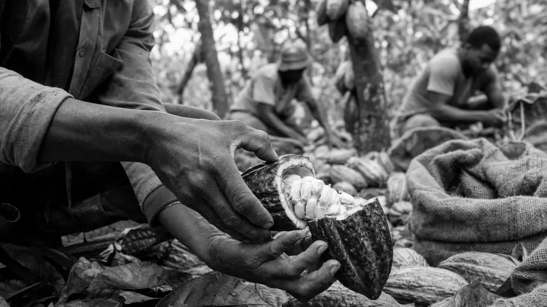 Barry Callebaut AG (CH0009002962) - SW-Reportage