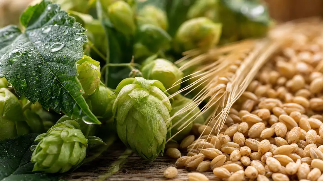 Makroaufnahme von Hopfendolden und Gerstenkörnern in Nahaufnahme