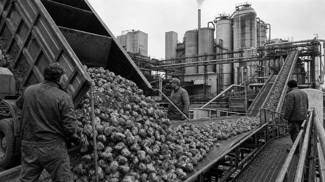 Schwarzweiß-Reportagefoto von Arbeitern beim Entladen von Zuckerrüben an Fabrikförderband