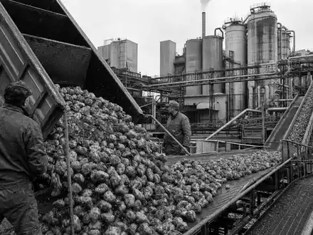 Südzucker AG (DE0007297004) dokumentiert in Schwarzweiß Arbeiter beim Entladen von Zuckerrüben an einer Fabrik - Foto: THN