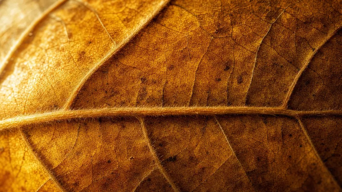 Makrofoto: Goldbraune Aderstruktur und Zelltextur eines Tabakblattes