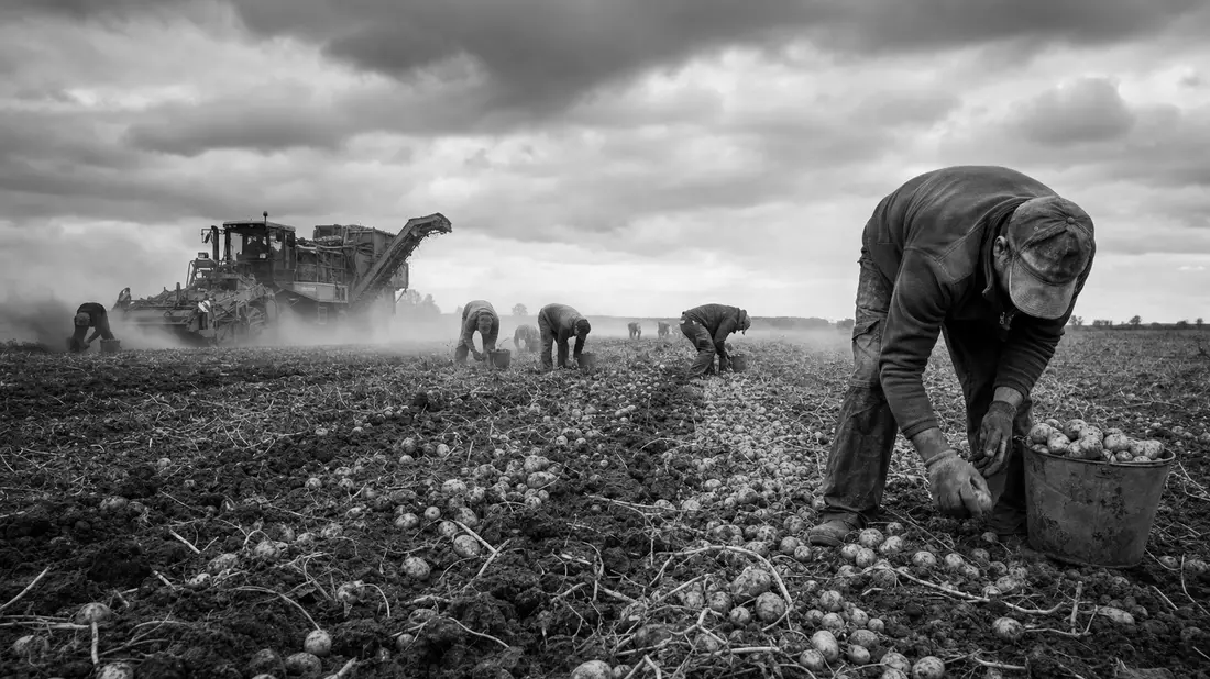 Schwarzweißes Reportagefoto von Arbeitern bei der Kartoffelernte auf einem Feld