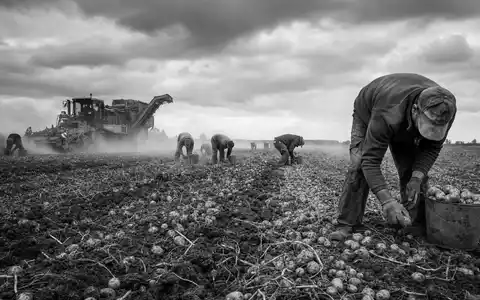 Schwarzweiße Dokumentarfotografie der Kartoffelernte symbolisiert Lamb Weston Aktie mit ISIN US5132721045 Landwirtschaft - Foto: THN