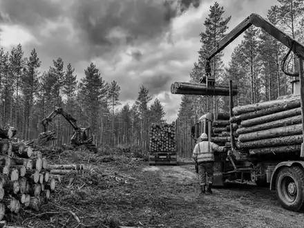Schwarzweiß-Reportage zeigt Holzernte der Weyerhaeuser Co. (ISIN US9621661043) mit Forstarbeitern und Transportfahrzeugen - Foto: THN