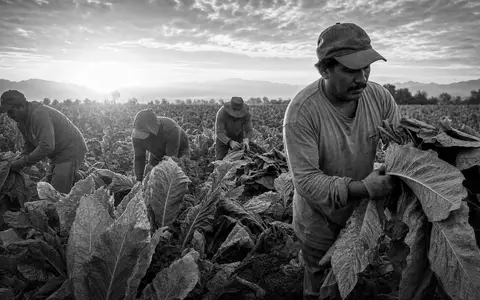 British American Tobacco plc (GB0002875804) zeigt dokumentarisch Landwirtschaft und Ernteprozesse in SchwarzweiĂź - Foto: THN