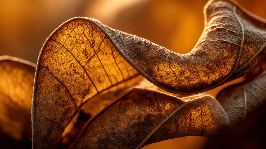 Makrofotografie von getrockneten Blattadern mit warmem goldenem Licht und feiner Textur