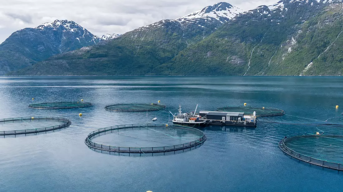 Kreisförmige Lachsfarm-Netzgehege in norwegischem Fjord mit schneebedeckten Bergen im Hintergrund