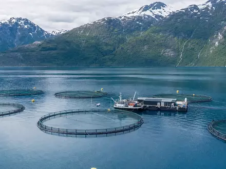 Fotorealistische Luftaufnahme einer Lachsfarm im Fjord symbolisiert Mowi ASA, Aktie ISIN NO0003054108, Norwegen - Foto: THN