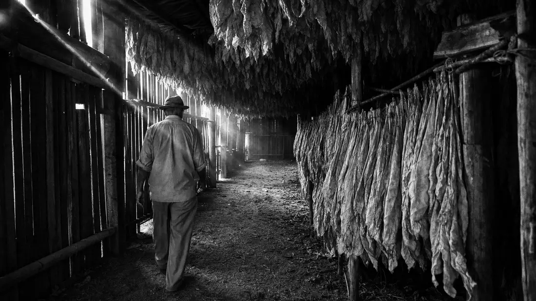 Schwarzweiß-Reportagefoto eines Farmers zwischen hängenden Tabakblättern in einer Trockenscheune
