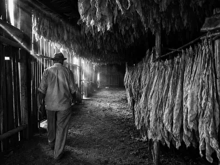 Philip Morris Intl (ISIN US7181721090) dokumentiert schwarzweiß einen Farmer in traditioneller Tabak-Trockenscheune mit hängenden Blättern - Foto: THN