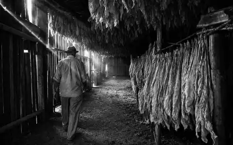 Philip Morris Intl (ISIN US7181721090) dokumentiert schwarzweià einen Farmer in traditioneller Tabak-Trockenscheune mit hÀngenden BlÀttern - Foto: THN