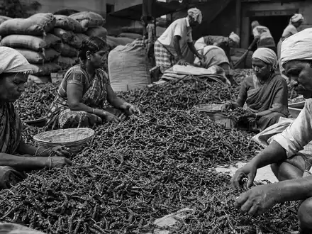 Schwarzweiß-Reportage über Gewürzernte symbolisiert McCormick & Company (ISIN US5797802064) und globale Rohstoff-Lieferketten - Foto: THN