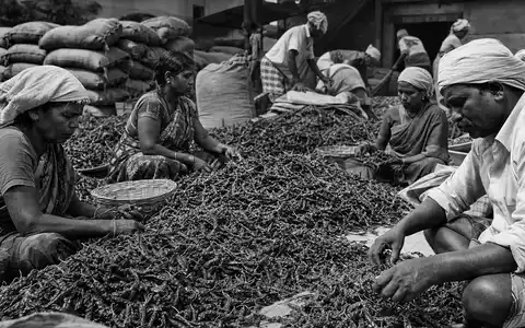Schwarzweiß-Reportage über Gewürzernte symbolisiert McCormick & Company (ISIN US5797802064) und globale Rohstoff-Lieferketten - Foto: THN