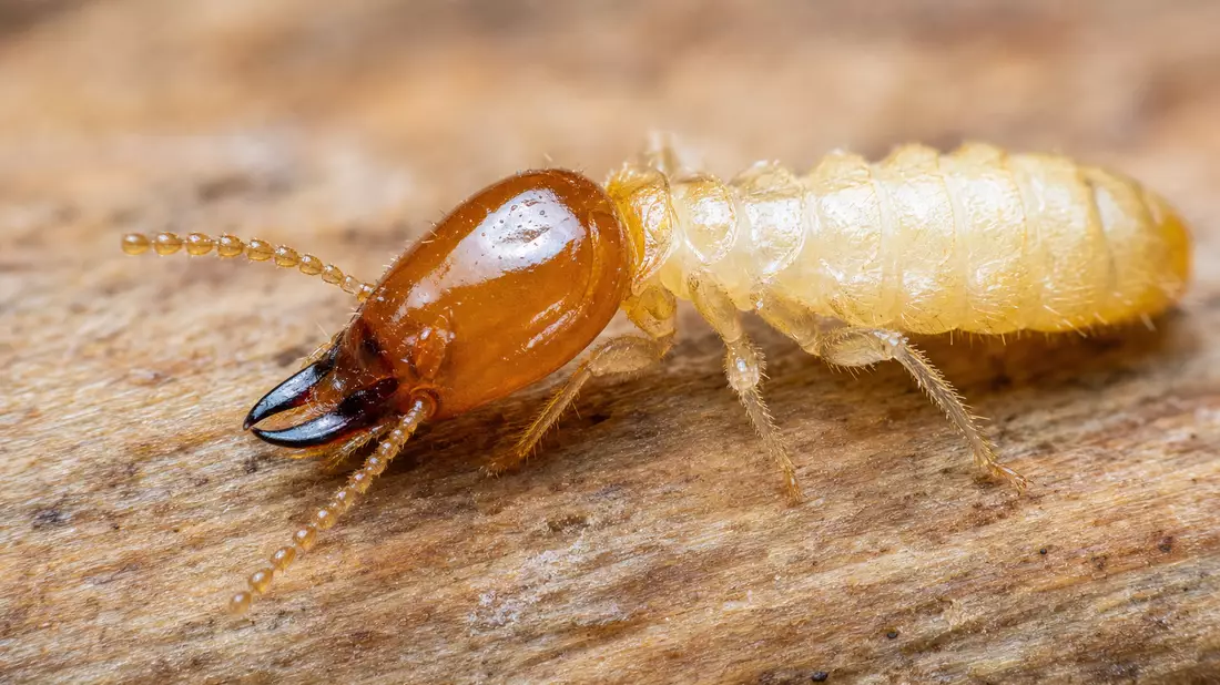 Extreme Nahaufnahme einer Termite auf strukturierter Holzoberfläche mit scharfem Fokus