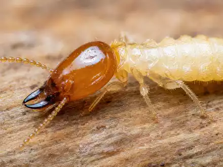 Makroaufnahme eines Insekts auf Holz zeigt das Kerngeschäft von Rollins Inc., Aktie ISIN US7757111049 - Foto: THN