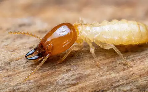 Makroaufnahme eines Insekts auf Holz zeigt das Kerngeschäft von Rollins Inc., Aktie ISIN US7757111049 - Foto: THN