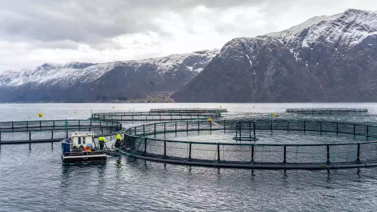 Fotorealistische Netzkäfige einer Lachsfarm in einem norwegischen Fjord mit Bergen