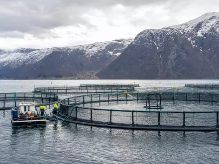 Fotorealistische Lachsfarm im norwegischen Fjord veranschaulicht SalMar ASA, ISIN NO0010310956, führendes Aquakulturunternehmen weltweit - Foto: THN
