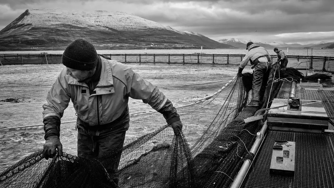 Schwarzweiß-Dokumentarfoto von Fischern die Netze auf einer Fischfarm ziehen