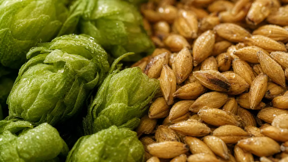 Makroaufnahme von frischen grünen Hopfendolden neben goldenem Gerstenmalz