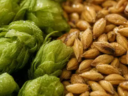 Heineken N.V. (NL0000009165) verarbeitet frische Hopfendolden und goldenes Gerstenmalz als zentrale Rohstoffe der traditionellen Bierherstellung - Foto: THN