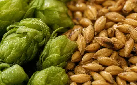 Heineken N.V. (NL0000009165) verarbeitet frische Hopfendolden und goldenes Gerstenmalz als zentrale Rohstoffe der traditionellen Bierherstellung - Foto: THN