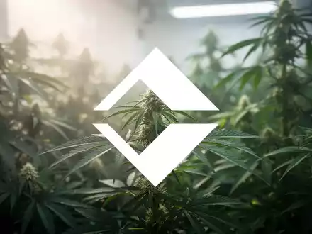 Abstrakte Darstellung der Cannabisindustrie mit weichem Licht, grünen Pflanzen und einem Gefühl von Wachstum und Expansion. - Foto: über boerse-global.de