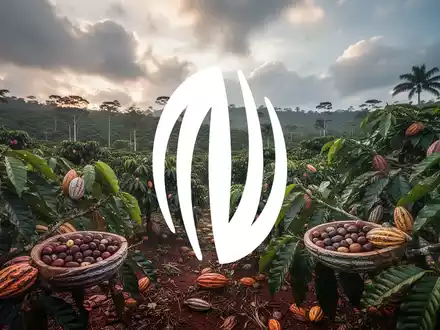Übersicht über eine Kakaoplantage unter einem dynamischen Himmel, der Widerstandsfähigkeit in der Landwirtschaft andeutet. - Foto: über boerse-global.de