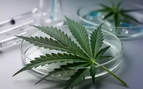 Ein Nahaufnahme einer Cannabis-Blüte mit wissenschaftlichen Instrumenten im verschwommenen Hintergrund, die medizinische Forschung andeutet. - Foto: über boerse-global.de