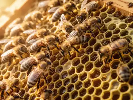 Nahaufnahme von Honigbienen, die auf den Waben eines Bienenstocks arbeiten, mit sichtbaren Details der Wabenstruktur. - Foto: über boerse-global.de