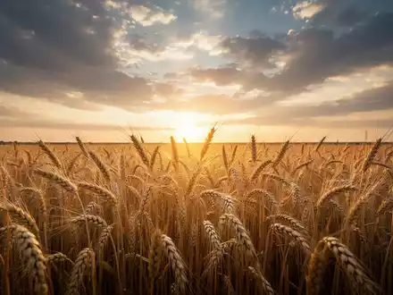 Goldene Weizenfelder bei Sonnenaufgang, die steigende Rohstoffpreise symbolisieren. - Foto: über boerse-global.de