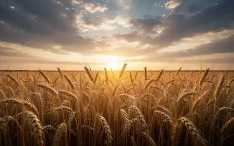 Goldene Weizenfelder bei Sonnenaufgang, die steigende Rohstoffpreise symbolisieren. - Foto: über boerse-global.de
