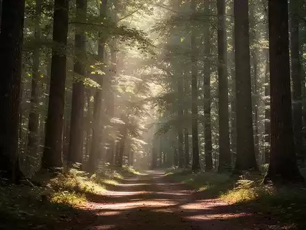 Ein ruhiger Waldweg mit Sonnenlicht, das durch hohe Bäume fällt, vermittelt ein Gefühl von Ruhe und Wohlbefinden. - Foto: über boerse-global.de