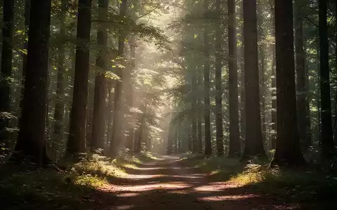 Ein ruhiger Waldweg mit Sonnenlicht, das durch hohe Bäume fällt, vermittelt ein Gefühl von Ruhe und Wohlbefinden. - Foto: über boerse-global.de