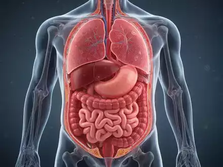 Medizinische Illustration eines menschlichen Torsos im Querschnitt, der innere Organe umgeben von viszeralem Fett zeigt. - Foto: über boerse-global.de